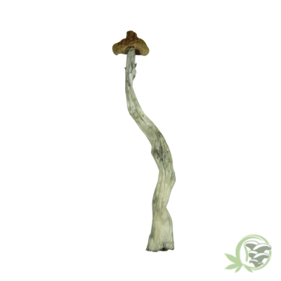 Puerto Rican Psilocybe