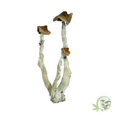 Puerto Rican Psilocybin