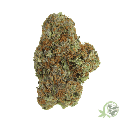 Grape Stomper Hybrid