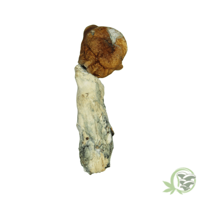 Blue Paluski Psilocybin