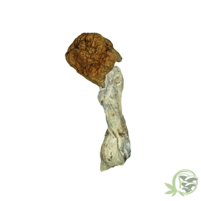 Blue Paluski Magic Mushrooms