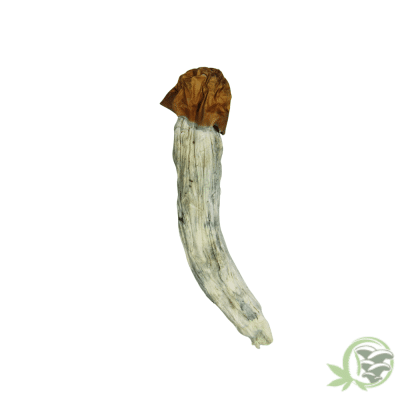 Blue Paluski Psilocybin