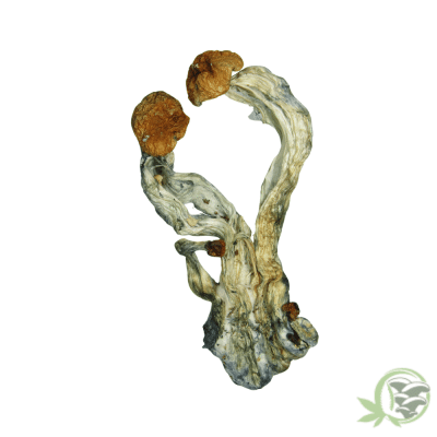 Golden Emperor Psilocybin