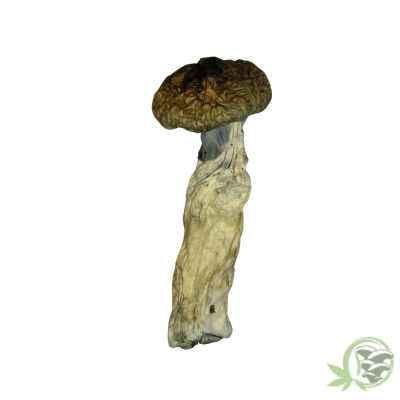 Golden Emperor Magic Mushroom