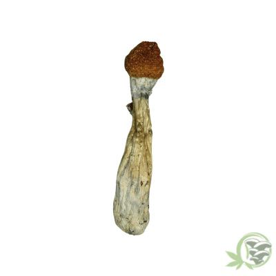 Golden Emperor Psilocybin