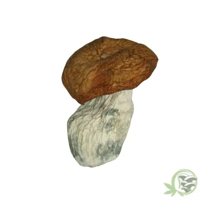 King Kong Shroom