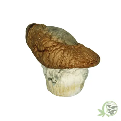 King Kong Magic Mushroom