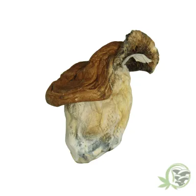 King Kong Mushroom