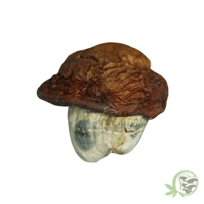 King Kong Psilocybin