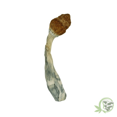 Orissa Psilocybin