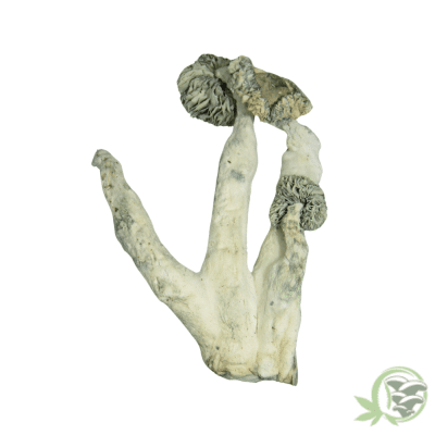 E-Froot Strain