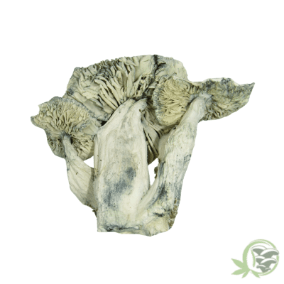 E-Froot Psilocybe