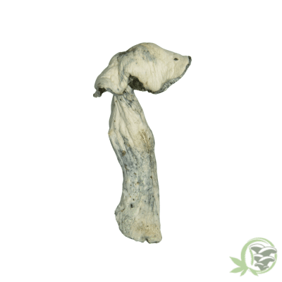 E-Froot Cubensis
