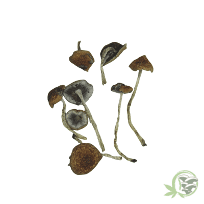 Golden Teacher Psilocybin (Smalls)