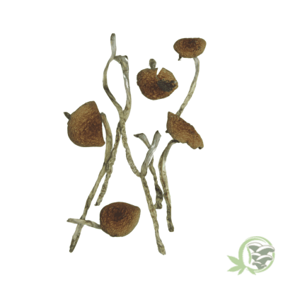 Golden Teacher (Smalls)