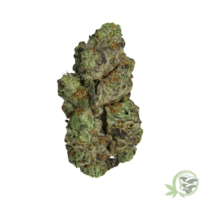 White Cherry Truffle Hybrid