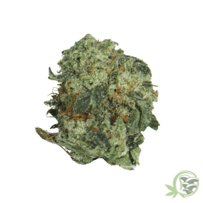 Megalodon Marijuana