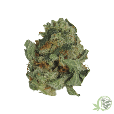 Megalodon Cannabis