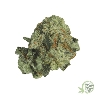 Megalodon Strain
