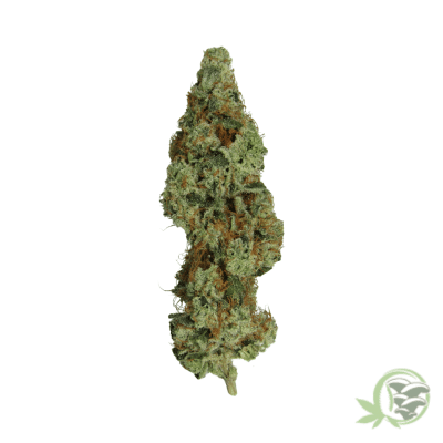 Megalodon Marijuana