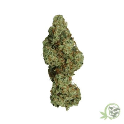 Megalodon Strain