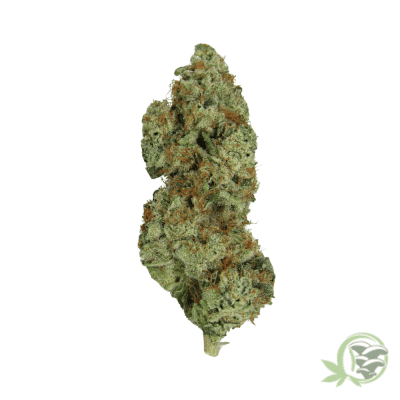 Megalodon Weed
