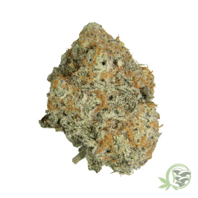 Red Bull Sativa