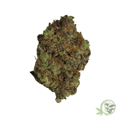 Blackberry Cream Hybrid
