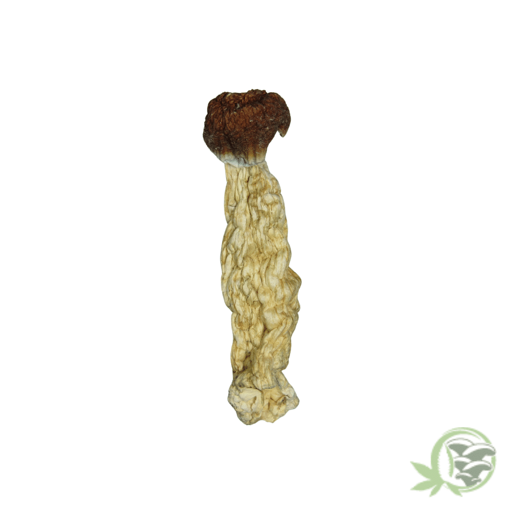 Psilocybin Trinity Mushroom