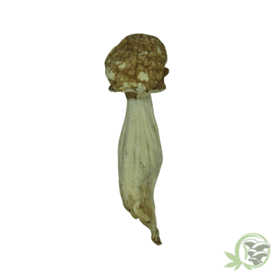 Trinity Psilocybin