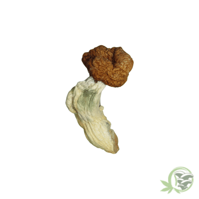 Trinity Psilocybin Mushrooms