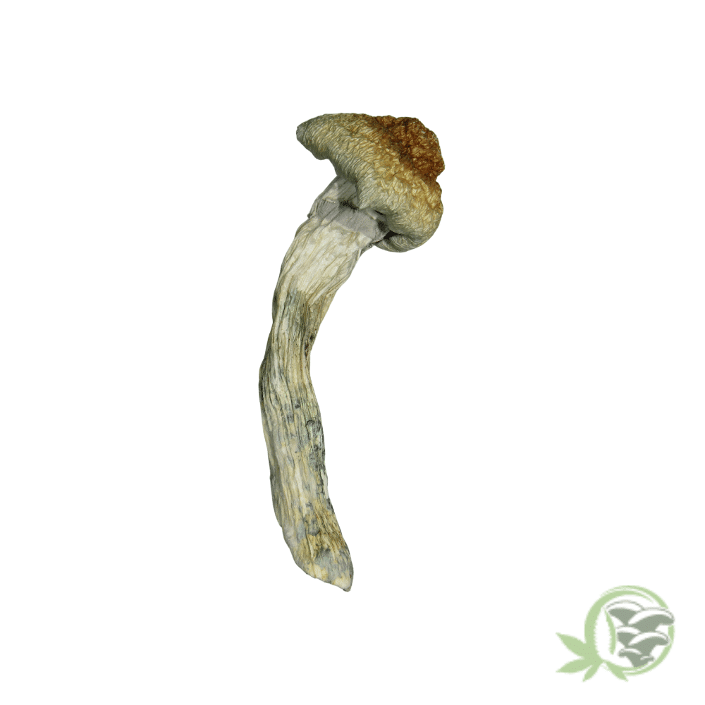 Golden Teacher Cubensis - Image 5