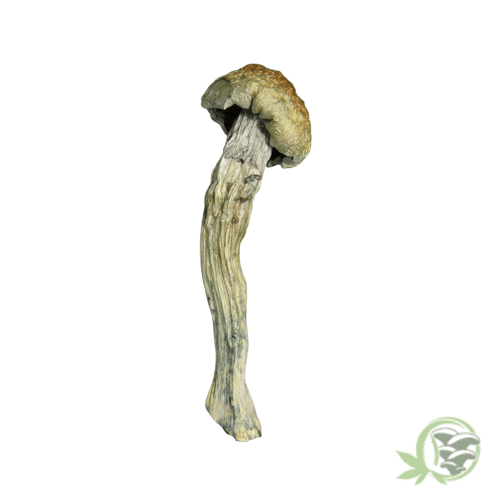 Golden Teacher Cubensis - Image 4