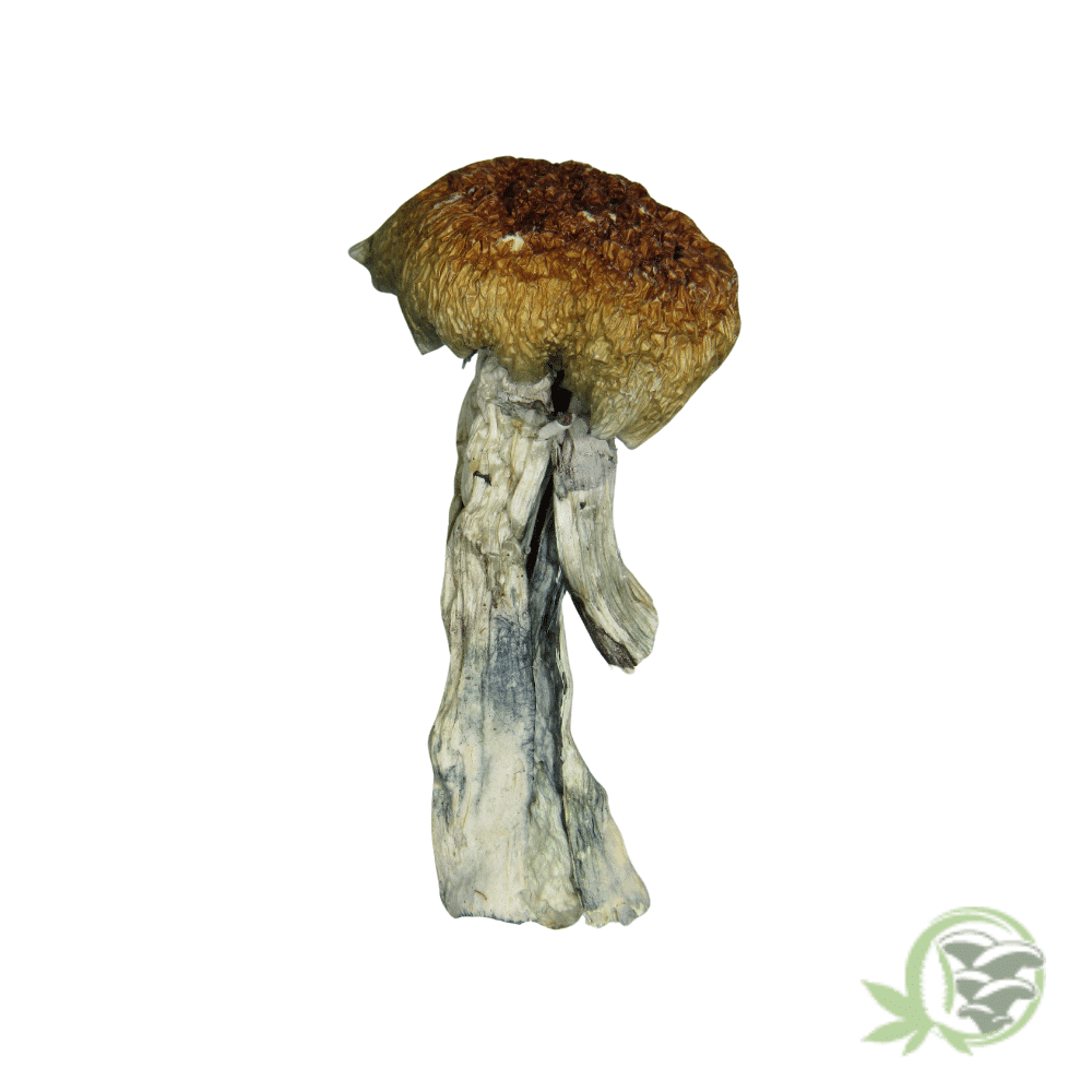 Golden Teacher Cubensis - Image 3