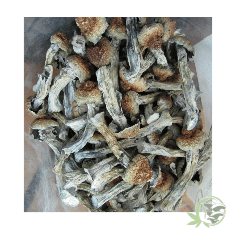 Golden Teacher Cubensis - Image 2