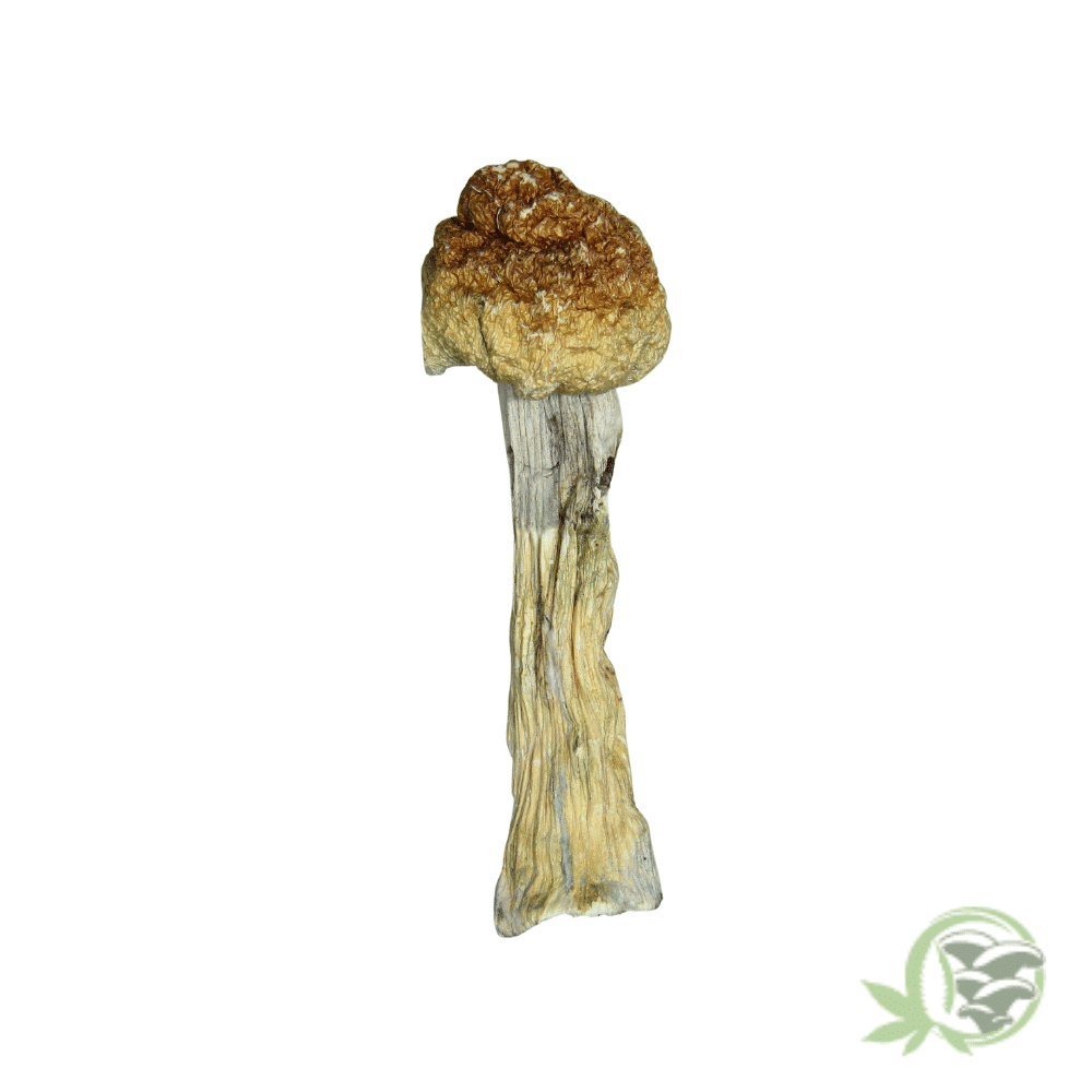 Golden Teacher Cubensis