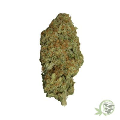Guava Sativa Hybrid
