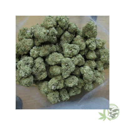 Guava Hybrid Strain