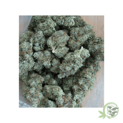 Hindu Kush Indica
