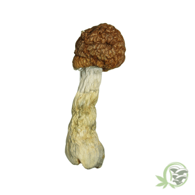 Penis Envy 6 Shrooms