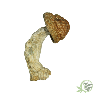 Penis Envy 6 Psilocybe
