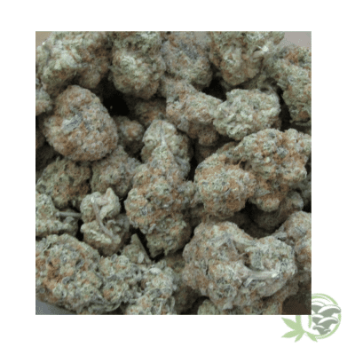 Sugar Cookies Strain