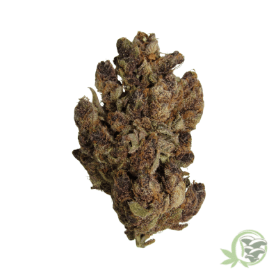 Triceratops Bud
