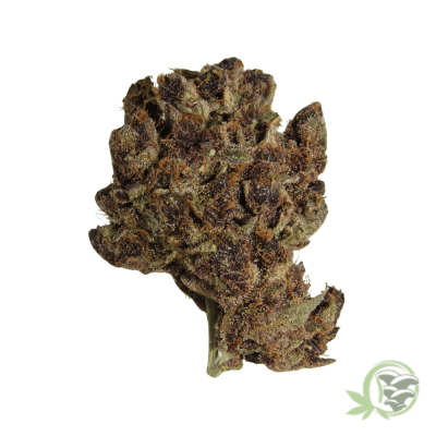 Triceratops Cannabis