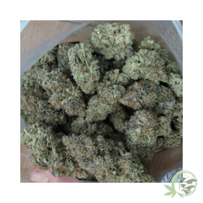 Grapelato Strain