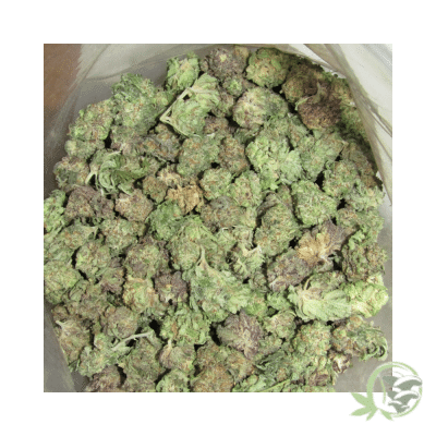 Liberty Haze Hybrid