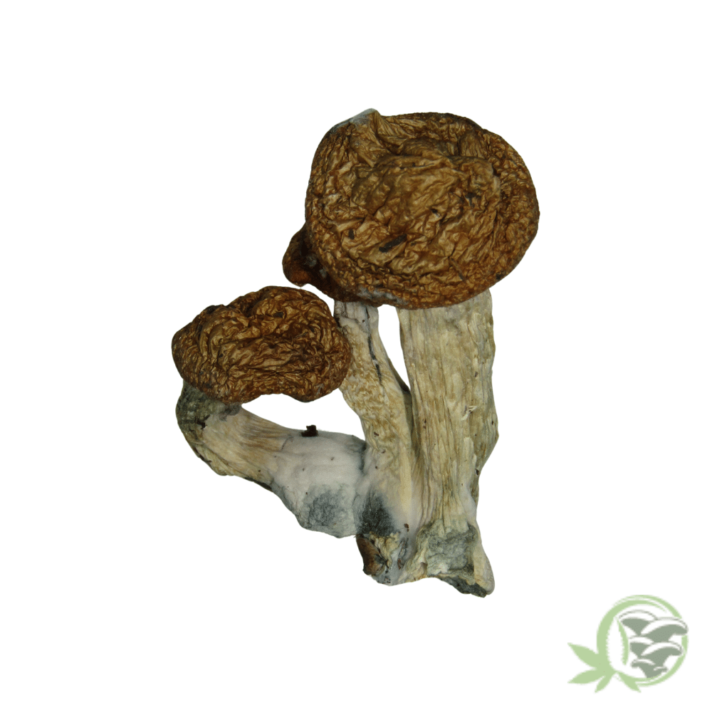 Hillbilly Cubensis Mushrooms