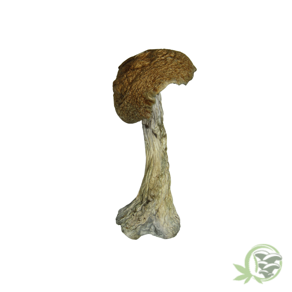 Hillbilly Psilocybin Mushroom