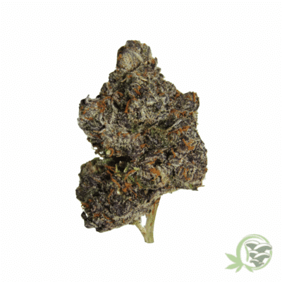 Bacio Gelato