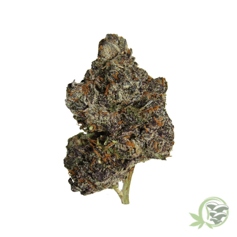 Bacio Gelato